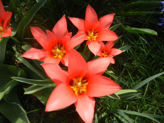 Tulipa Toronto (2013, April 13)