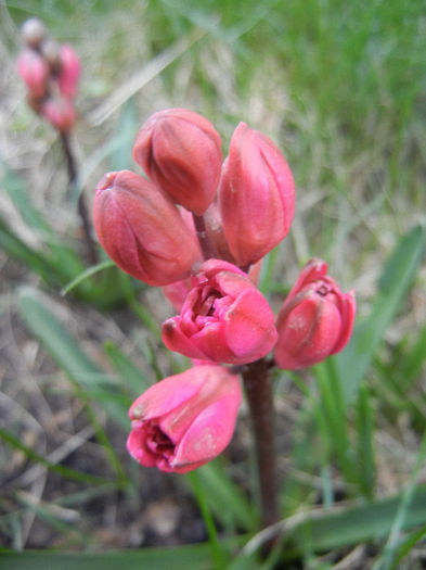 Hyacinthus Hollyhock (2013, April 13) - Hyacinth Hollyhock