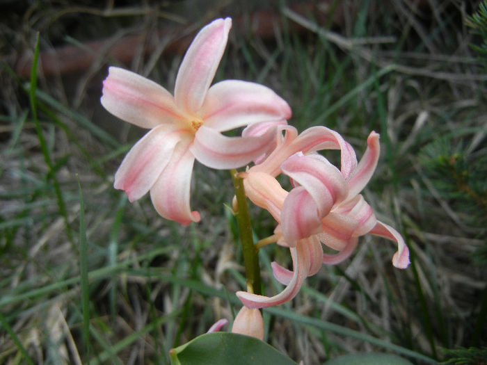 Hyacinth Gypsy Queen (2013, April 13)