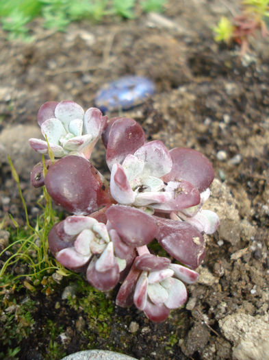 Sedum spathulifolium "Cape Blanco" - Gradinuta in 2013