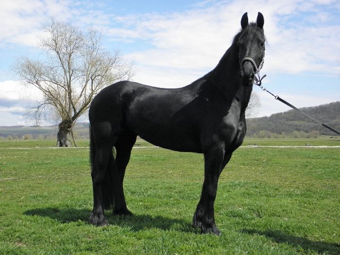 IAPA FRIESIAN - VANZARI CAI 1