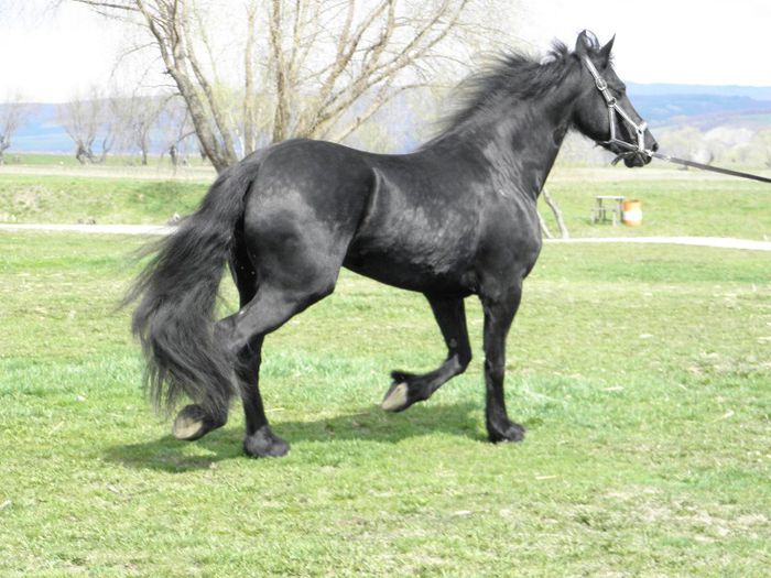 IAPA FRIESIAN - VANZARI CAI 1