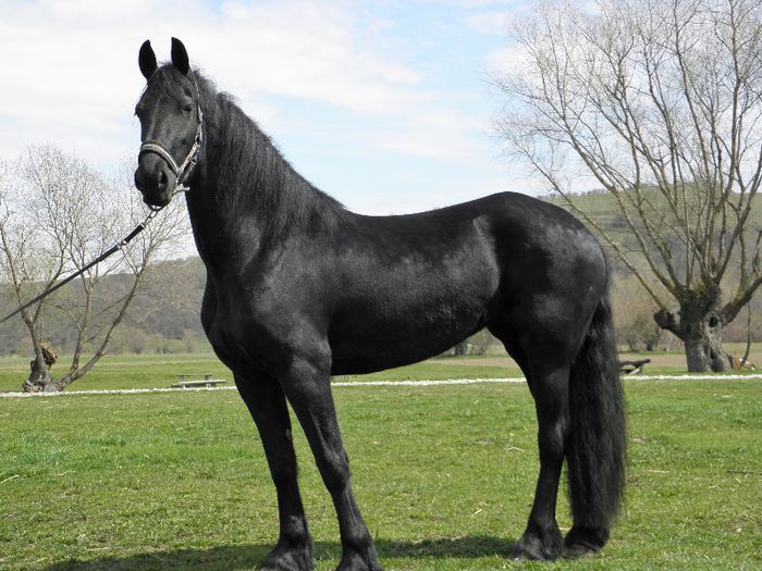 P4137790 - VANZARI CAI 1