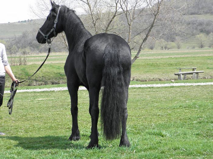 P4137797 - VANZARI CAI 1