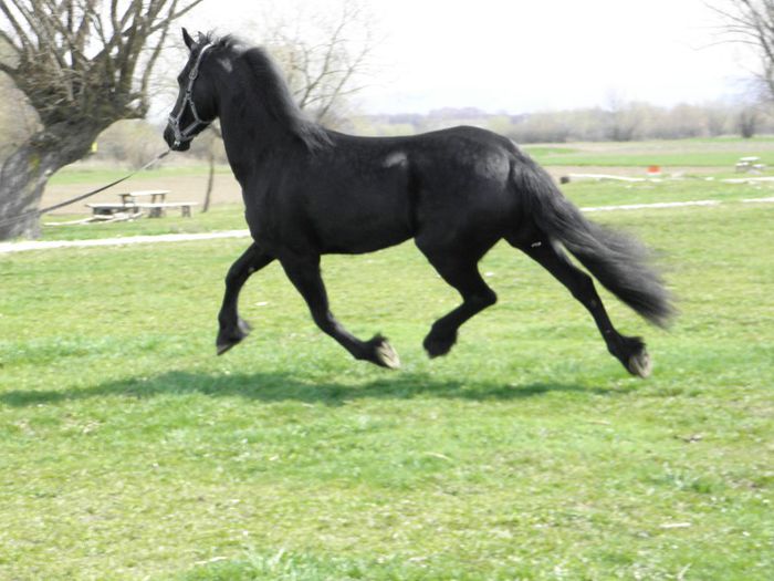 P4137801 - VANZARI CAI 1