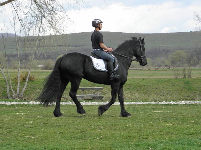 IAPA FRIESIAN - VANZARI CAI 1
