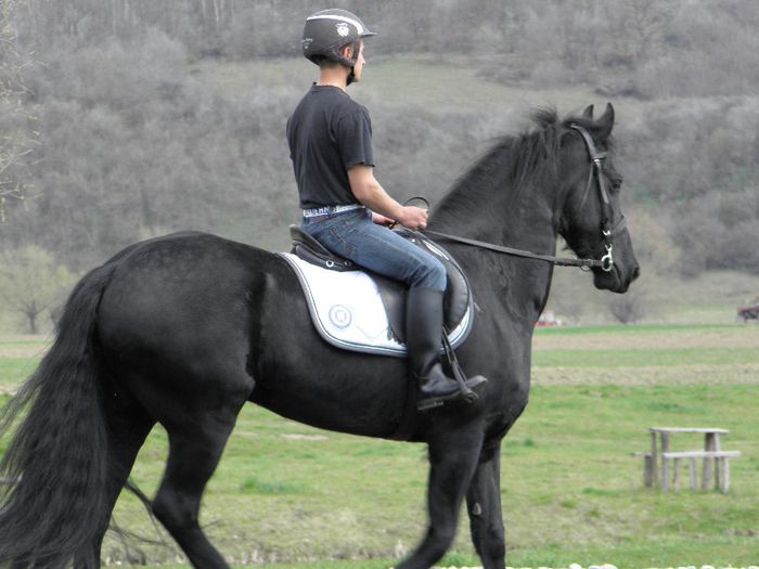 IAPA FRIESIAN - VANZARI CAI 1