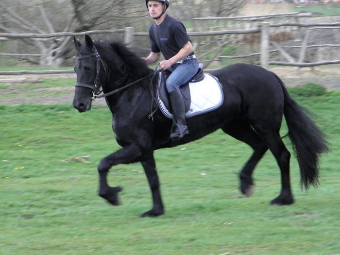IAPA FRIESIAN - VANZARI CAI 1