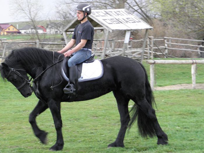 IAPA FRIESIAN - VANZARI CAI 1