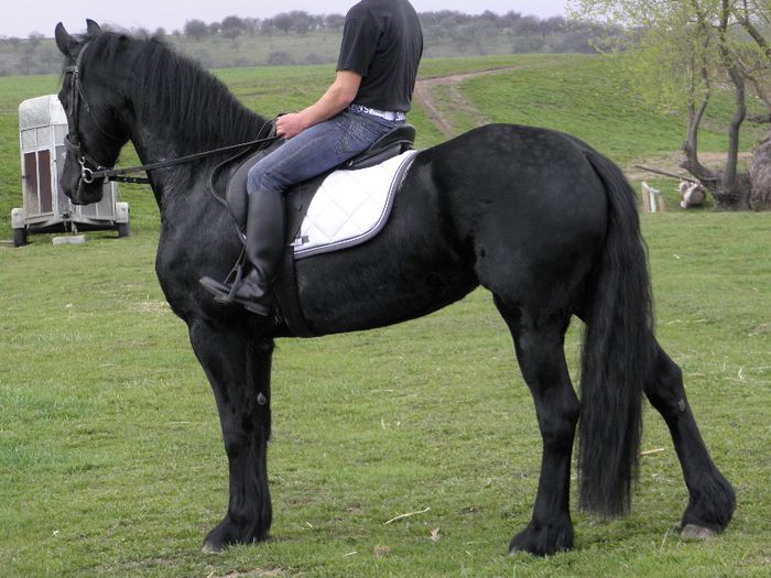 P4137931 - VANZARI CAI 1