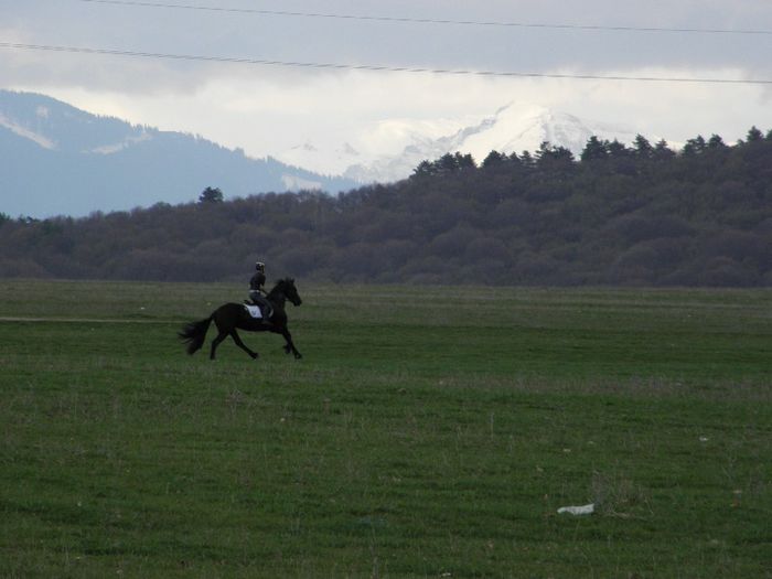 P4137951 - VANZARI CAI 1
