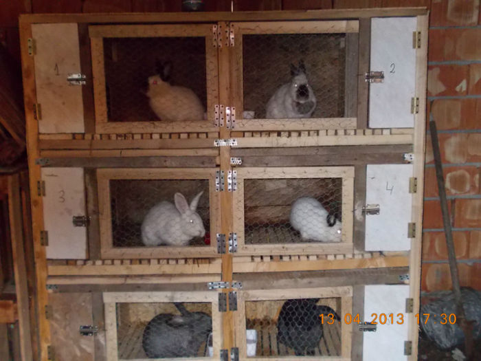 poze 185 - custi iepuri