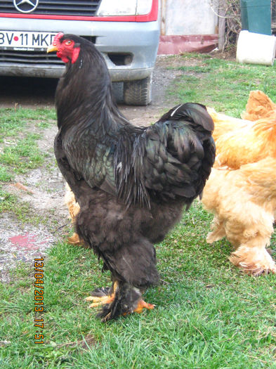 de vanzare - AA_Brahma negru