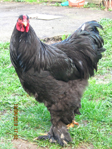 de vanzare - AA_Brahma negru