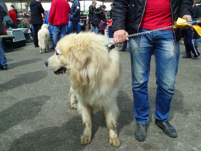 ciob de pirinei - Expo Canina SM 2013