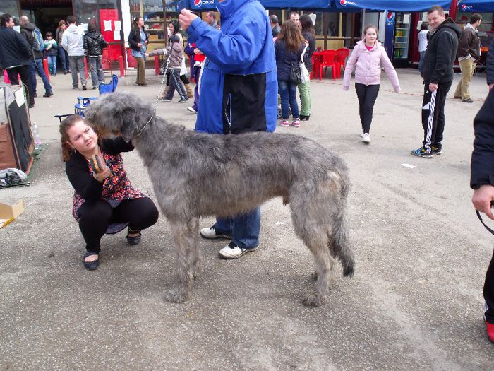 ogar irlandez - Expo Canina SM 2013