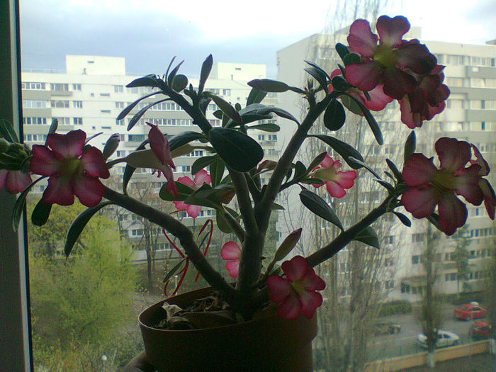 inflorit - Adenium inflorit 2013