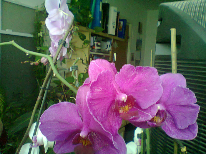 Fotografie0402 - Orhideele mele