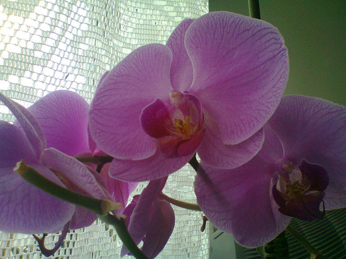 Fotografie0408 - Orhideele mele