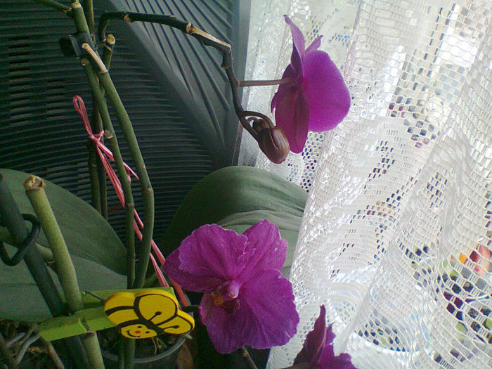 Fotografie0484 - Orhideele mele