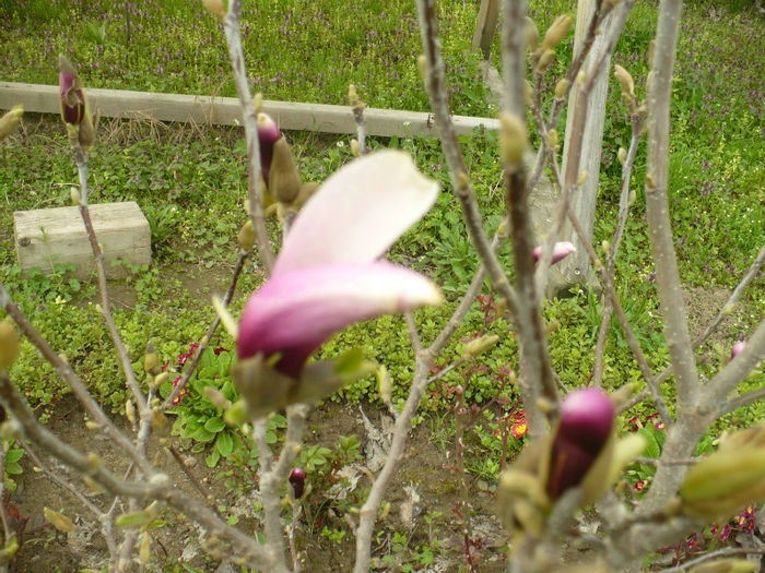 P1080859 - Gradina de la tara 13aprilie 2013