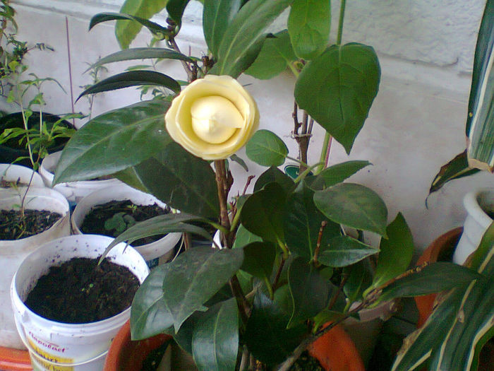 boboc galben - Camellia japonica 2013