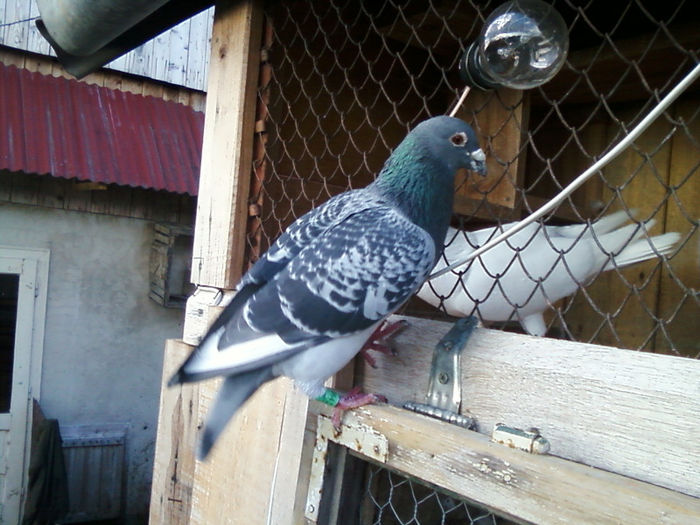 M 2010 2003664 Dominic