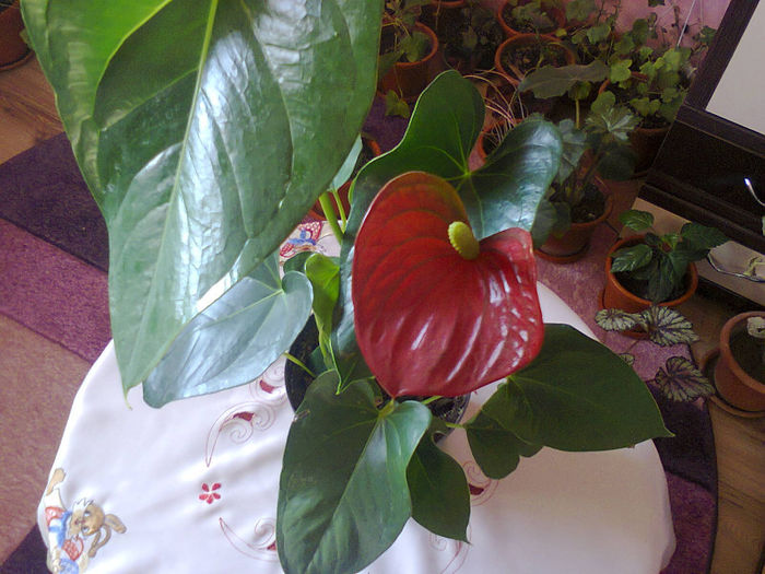 Fotografie1520 - anthurium