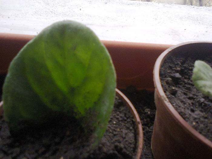 Fotografie1456 - violete