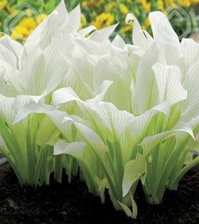 hosta white_feather