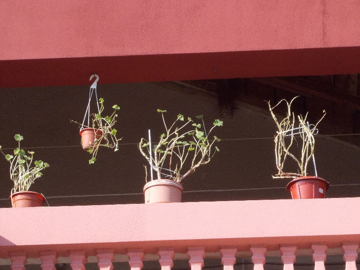 afara la soaree - Florile mele