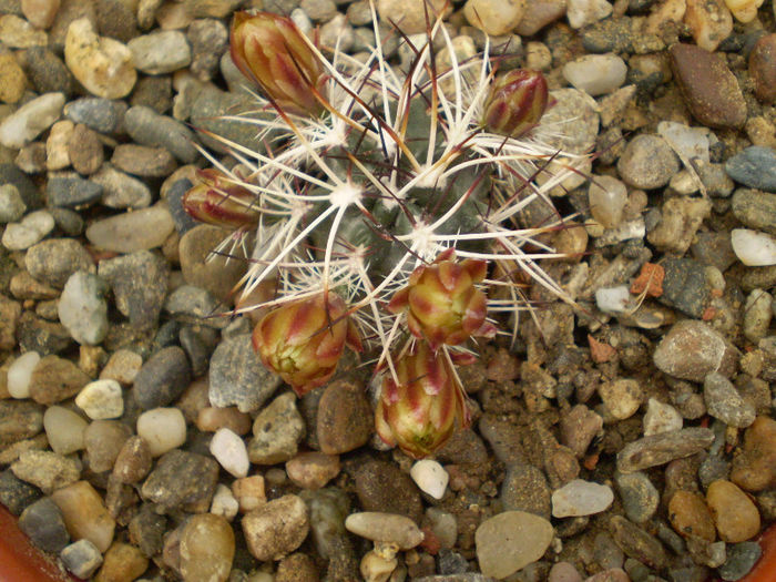 Echinocereus davisii - Echinocereus