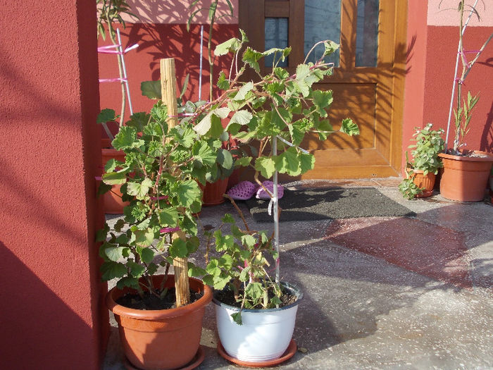 la soareee - Florile mele