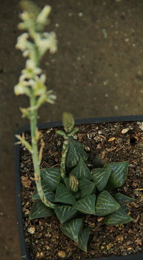  - Haworthia  pygmaea