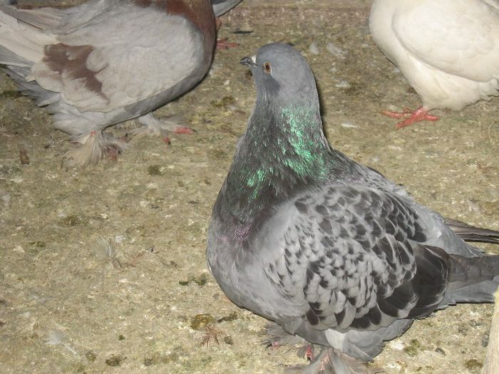 IMG_0450 - Romagnioli si Sottobanca