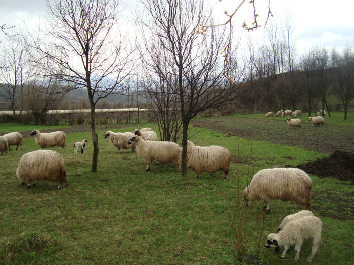 DSC09944 - oile primavara 2013