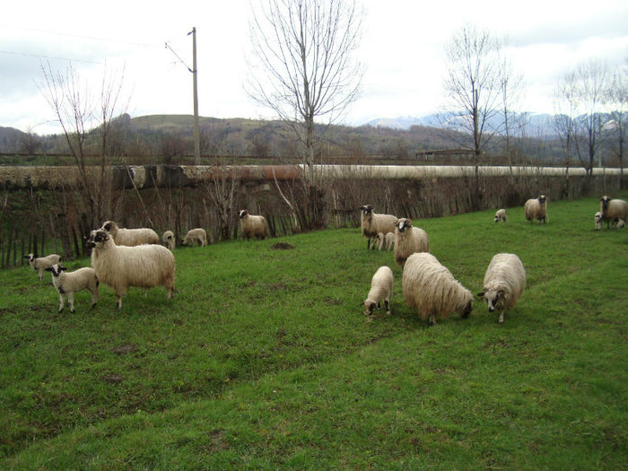 DSC09984 - oile primavara 2013