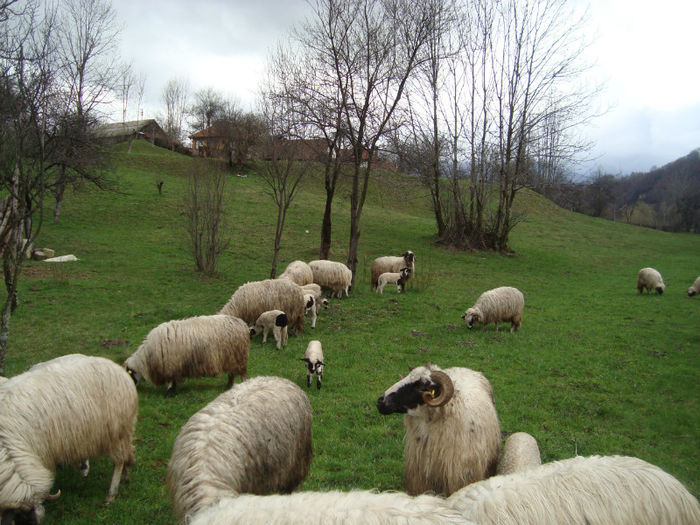 DSC09986 - oile primavara 2013