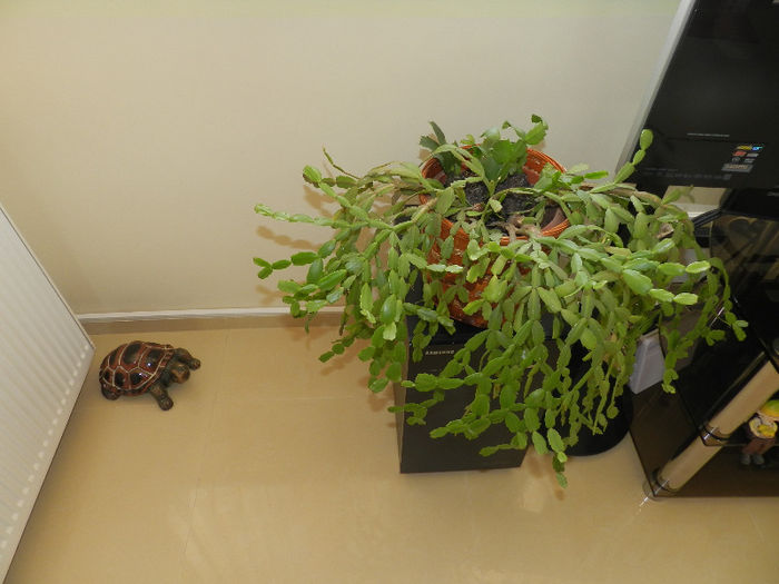 AM PLANTAT SI ALTE CULORI IN GHIVECI