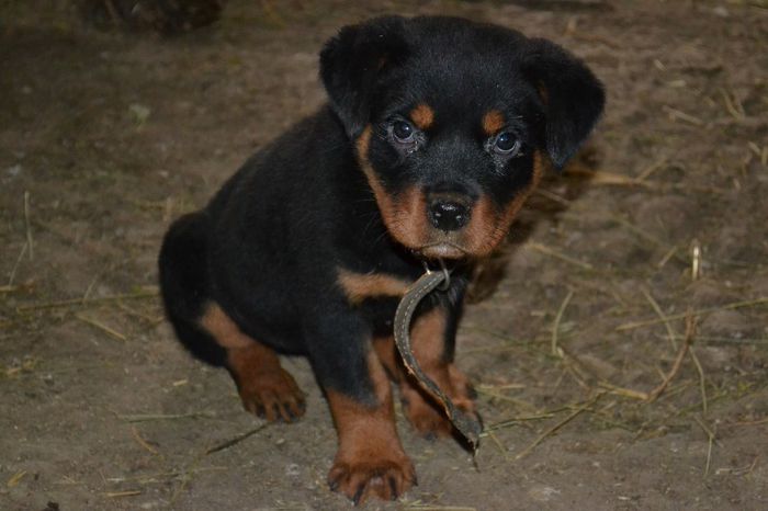 DSC_0635 - Rottweiler - Lord