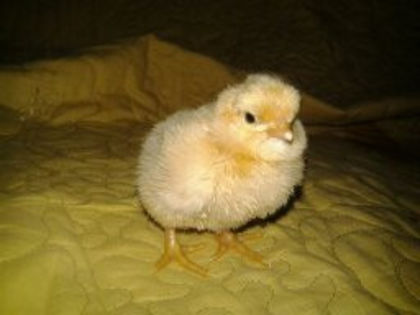 1363325157075; orpinngton
