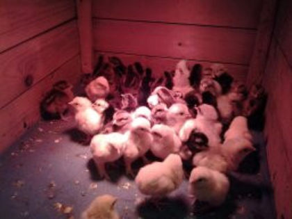 1363326323991; la gramaga
