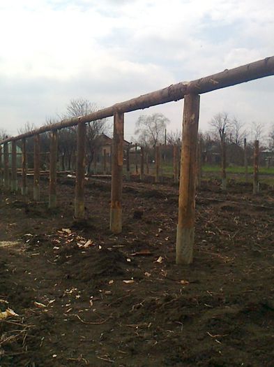 Fotografie0342 - F-solar legume din lemn in constructie