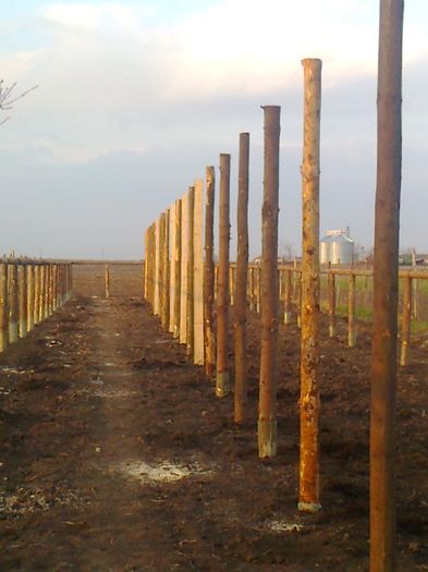 Fotografie0345 - F-solar legume din lemn in constructie