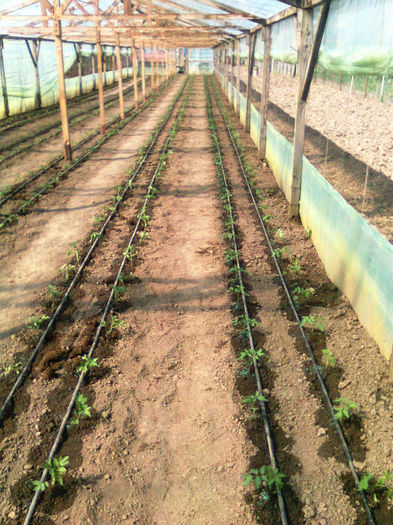 marissa - colibri; 13.04.2013
