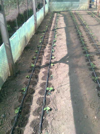 castraveti kybria; 13.04.2013
