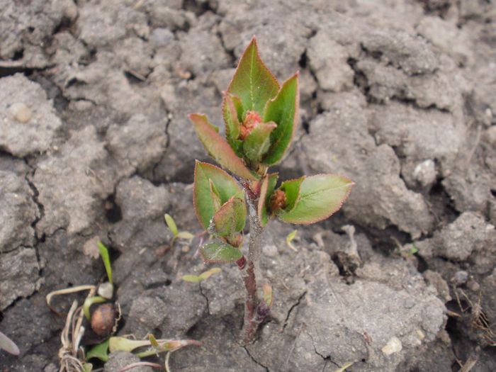 butas aronia - 2013
