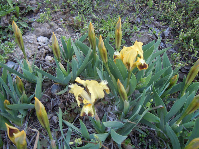 primii irisi- 13 apr