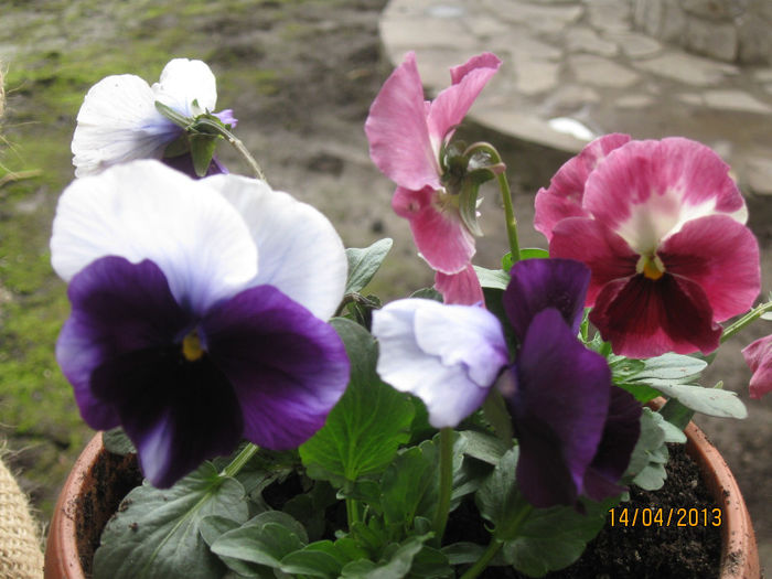IMG_0055 - 1Gradina mea-2013