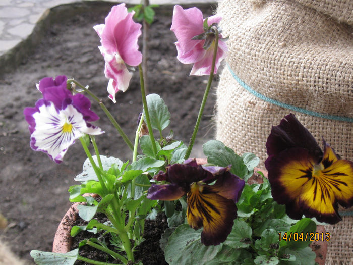 IMG_0056 - 1Gradina mea-2013